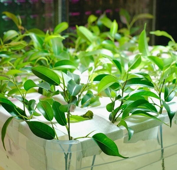 digital growth system identifier 693111392