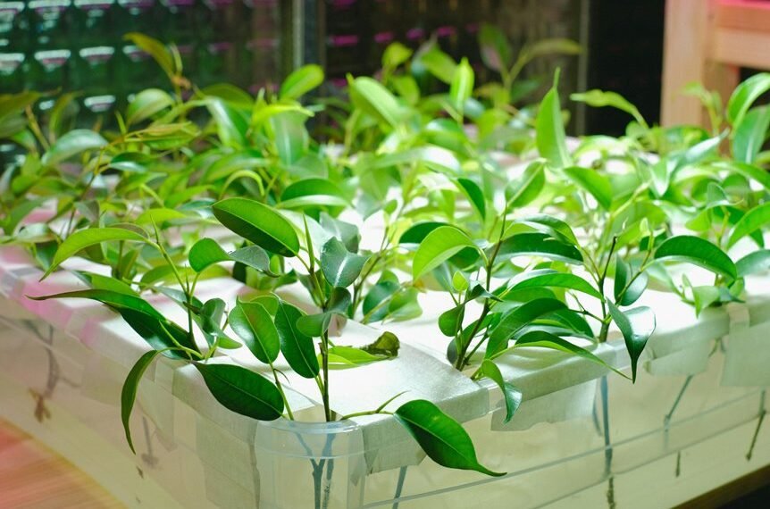 Digital Growth System 693111392 Online